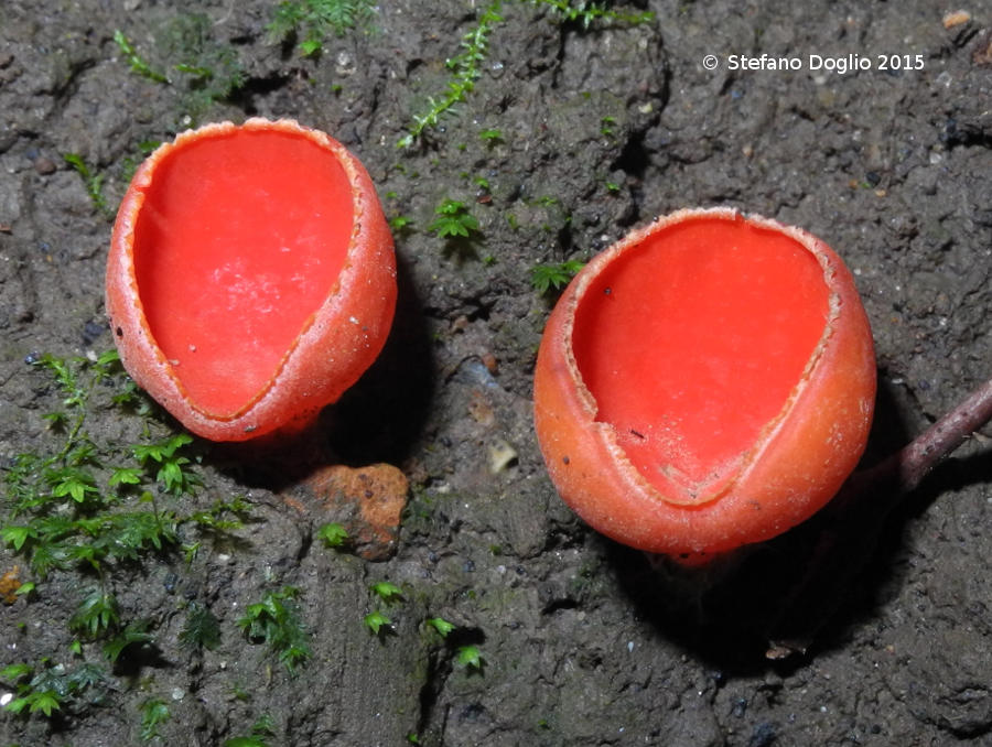 RN Macchia di Gattaceca e Macchia del Barco